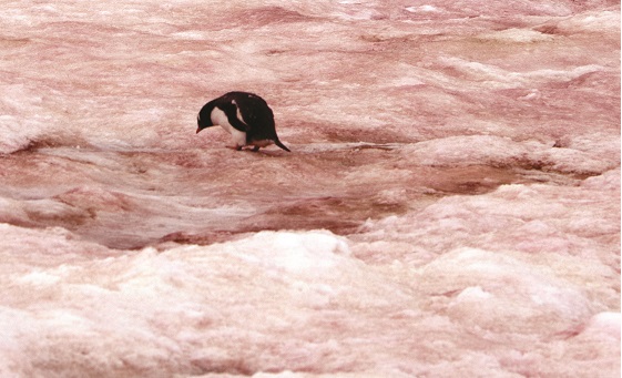 FIGURE 4  Penguin inspecting rust-colored watermelon snow caused by algae.