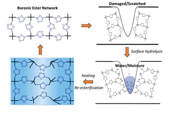 FIGURE 1 Mechanism of self-healing of boronic ester network.