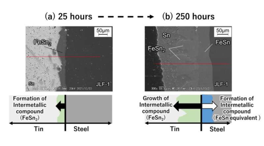  Image of surface layer cross-section of fusion reactor structural material (reduced activation ferritic martensitic steel) immersed in liquid tin. (a) When immersed in liquid tin at 500 °C for 25 h. (b) When immersed in liquid tin at 500 °C for 250 h. Taken using a scanning electron microscope. Images by Masatoshi Kondo.