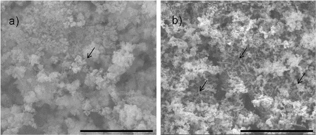 SEM images of the film formed on the CS sample surfaces with bacteria after (a) a 3-h relaxed potential hold, and (b) a 24-h relaxed potential hold. The arrows point to bacterial cells. Scale bar = 20 µm. Images courtesy of CSIRO.